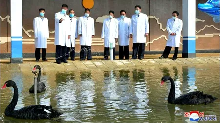 Pentru valoarea medicinală! Nord-coreenii, încurajați să mănânce lebede negre