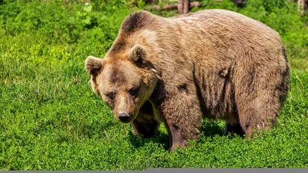 Bărbat atacat de urs. Populația, informată din RO-Alert