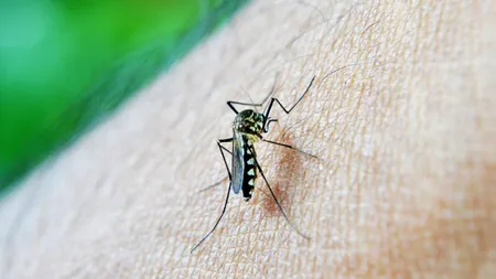 Capitala, invadată de țânțari din cauza ploilor. Medicii avertizează că înțepăturile insectelor transmit boli mortale