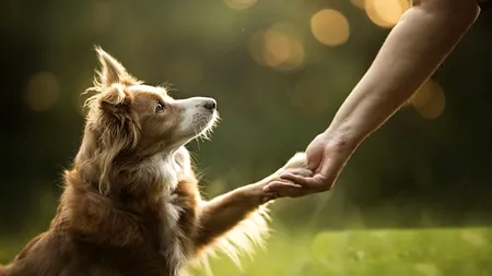 Curățenia în Sectorul 5: Grija pentru animale și natură!
