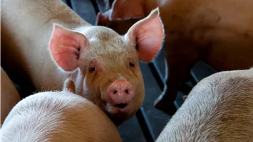 Focar de pestă porcină africală la o fermă cu 30.000 de porci. Mii de animale urmează să fie sacrificate