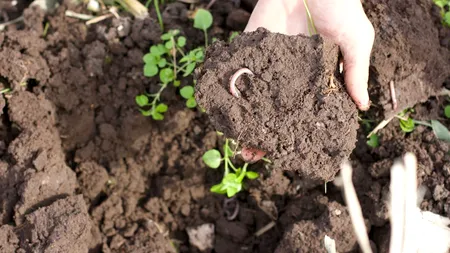<strong>Ce înseamnă agricultura regenerativă</strong>