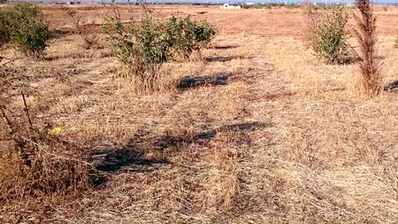 Ministerul Agriculturii: Aproape 817.000 hectare afectate de secetă, conform ultimelor raportări