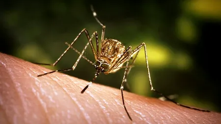 INSP: Cinci persoane infectate cu virusul West Nile, în ultima săptămână