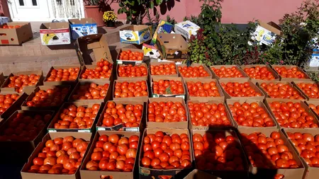Oamenii de știință au modificat materialul genetic al roșiilor pentru a deveni o sursă de vitamina D