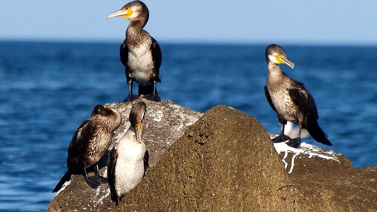 Rușii, hotărâți să repare pocinogul și să salveze cât mai multe păsări de la scurgerea de păcură în Marea Neagră