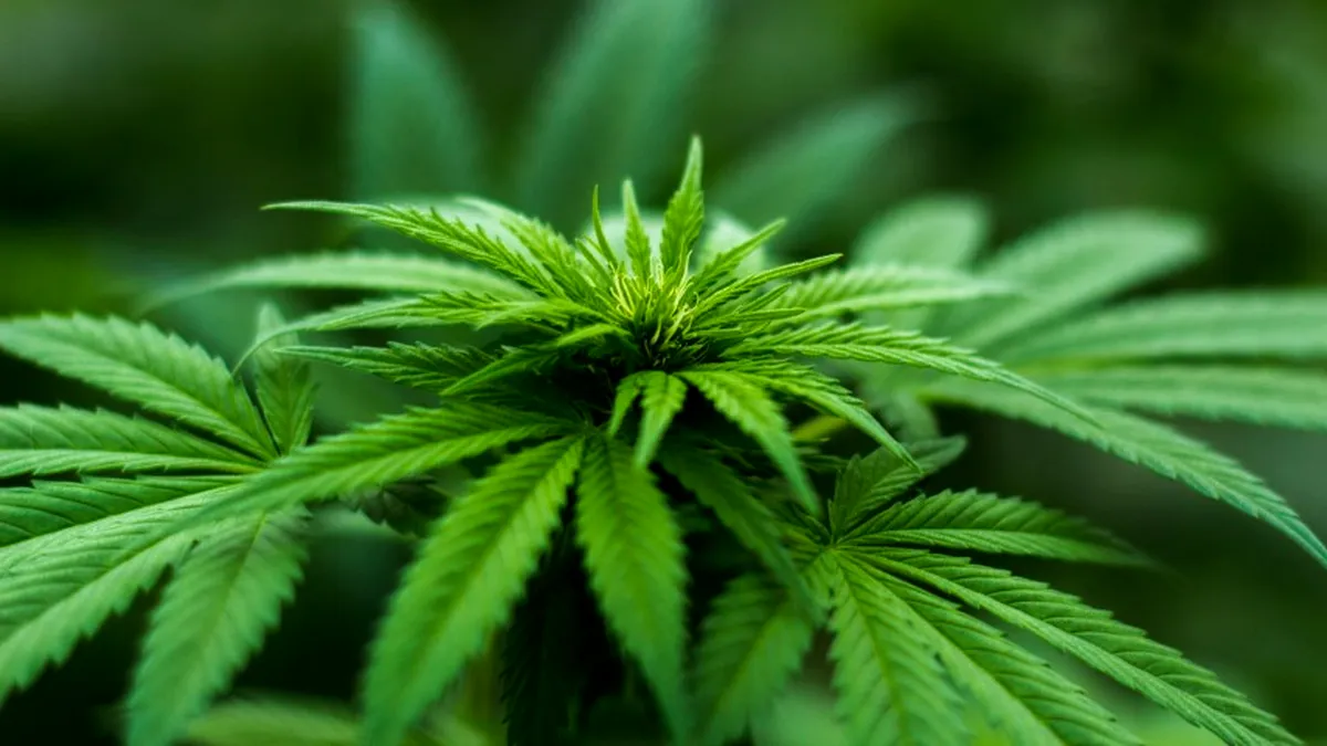 Portugalia, noul „Eldorado” al canabisului medicinal în Europa
