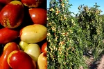 Arborii exotici au prins rădăcini și la noi. Fructul minune bogat în vitamina C care s-a aclimatizat perfect și aduce profit fermierilor
