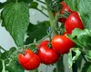 Premieră! Programul „Legume în spaţii protejate” a fost aprobat pentru următorii 3 ani