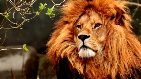 Doi lei au fost testaţi pozitiv cu coronavirus la un parc safari