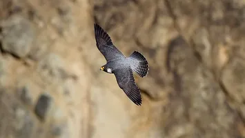 Pasărea – simbol care revine pe cerul României (Video)