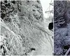 Traficul feroviar, afectat de ninsori şi vânt. Copaci căzuţi pe linii