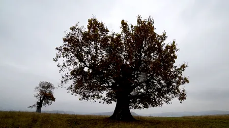 Locul unde se află cea mai bătrână pădure din România. Arborii au vârste care pornesc de la 650 de ani și ajung până la 720 de ani (VIDEO)