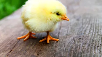 Patron austriac, dus în pragul falimentului de un român. Cum s-a răzbunat bărbatul după ce a fost concediat