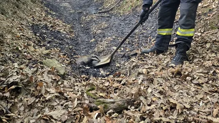 Arderile vegetației uscate omoară vietăți: bursuc salvat la timp (VIDEO)