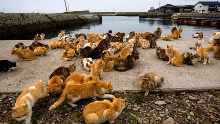 Pisicile de pe insula Tashiro