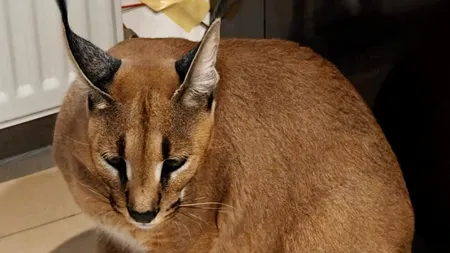 Un român, care deţine două exemplare de râs african, cercetat de autorităţi