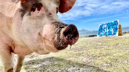 Cât costă carnea de porc la Lidl de sărbători