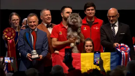 Motanul românesc e cel mai tare! A primit titlul de World Winner 2023