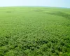 Pădurea care a apărut din „cenușa” dezastrului: Un ecosistem renăscut după o tragedie provocată de om