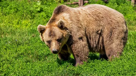 Bărbat atacat de urs. Populația, informată din RO-Alert