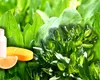 Planta uitată din pajiștile României e plină de vitamina C. Azi o călcăm, cândva hrănea generații întregi
