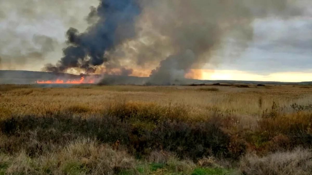 Incendiu de vegetație pe 60 de hectare în Rezervația Naturală Delta Neajlovului