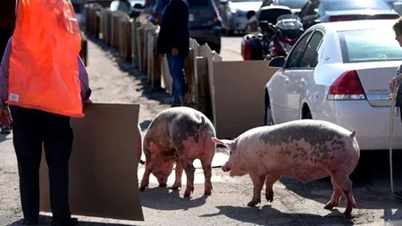 200 de porci, blocați pe autostrada A1