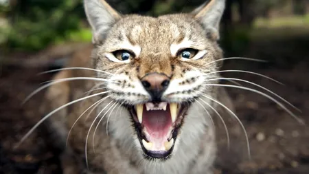 După urși, vin râșii. Pui de lynx filmat în centrul unui oraș din România (Video)