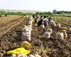 Criză de lucrători agricoli după ce 70% din forța de muncă a fost deportată