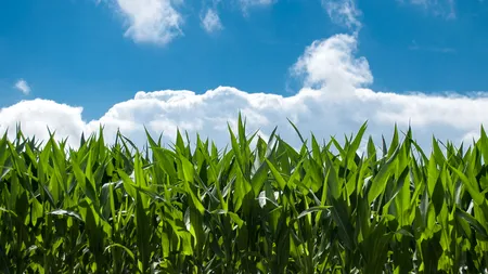 Fermierii americani cultivă masiv porumb, după creșterea prețurilor la cereale