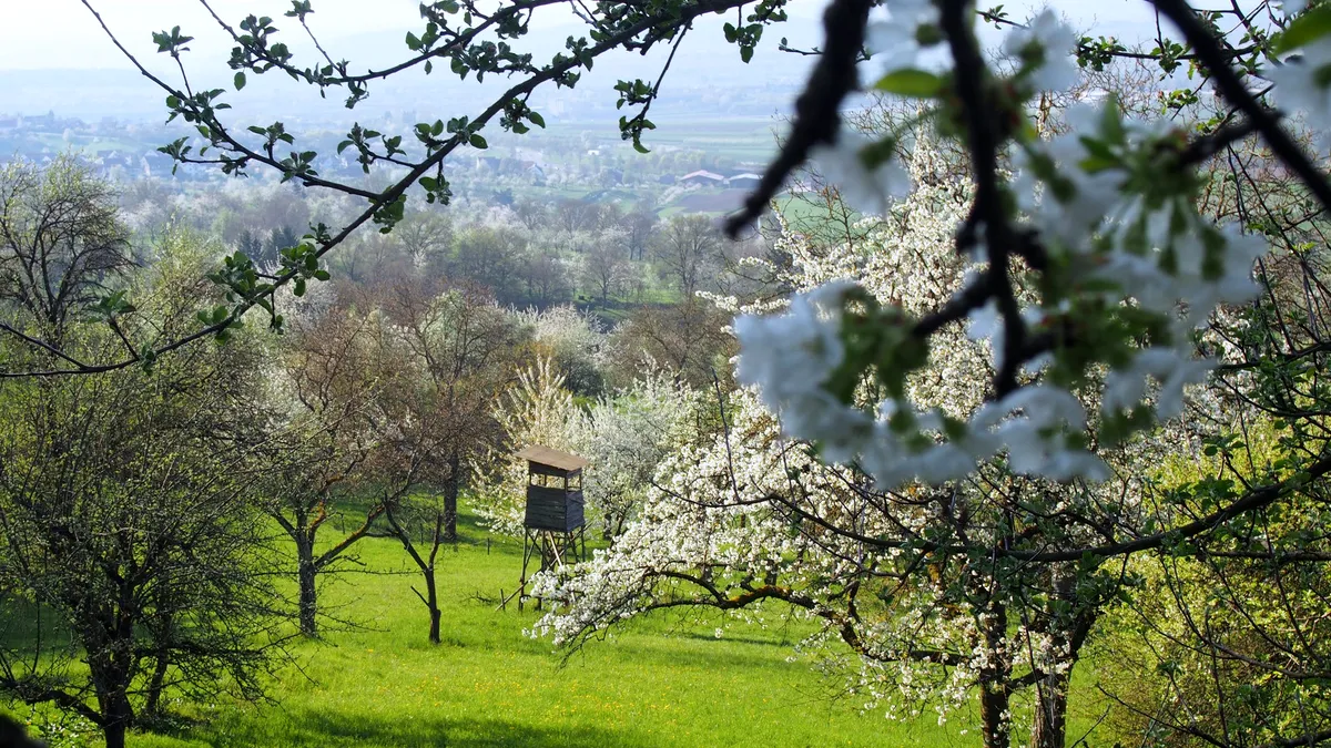 Meteorologii ANM au emis prognoza pe termen lung: Cum va fi vremea de Florii și de Paște