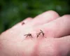 Trucul de vară pe care toți îl caută. Cum să ții insectele departe fără chimicale