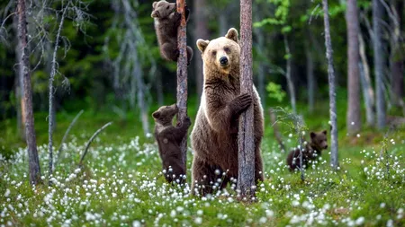 220 de exemplare urs brun vor fi ucise. Ordinul a fost dat