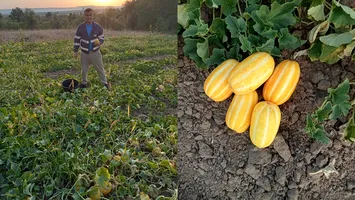 Povestea tânărului care a lăsat Germania ca să crească în ţară „pepene-ananas”