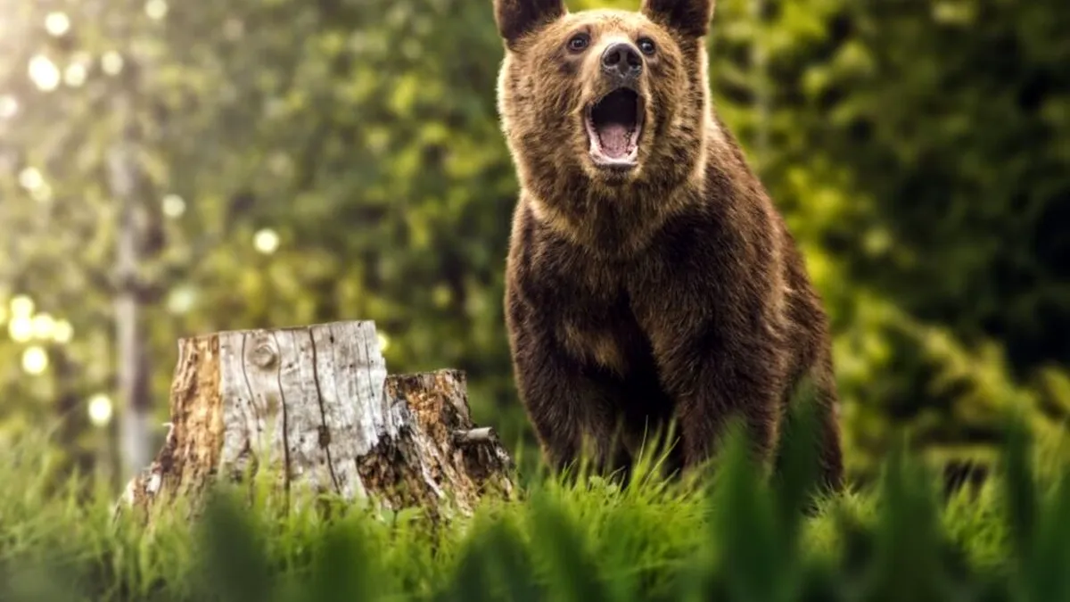 Doi tineri atacați de un urs în stațiunea Slănic Moldova