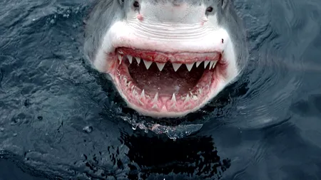 Am întâlnit și rechini fericiți: toți rechinii brazilieni testați prezentau urme de cocaină