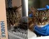 Tragica poveste a unei pisici care a scăpat cu viaţă după ce a căzut de la 115 metri înălţime. Proprietarii ei n-au fost la fel de norocoşi