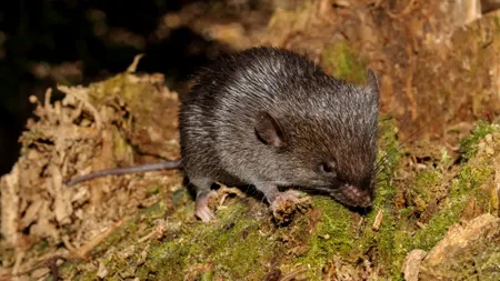 Descoperiri remarcabile în Peru: 27 de specii noi identificate în Alto Mayo
