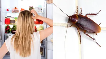Frigiderul, refugiul perfect pentru gândacii de bucătărie. Cum poţi preveni infestarea