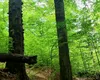 Pădurea care vindecă! Comuna-minune din Maramureș ar putea deveni prima „Zonă Albastră” din Estul Europei