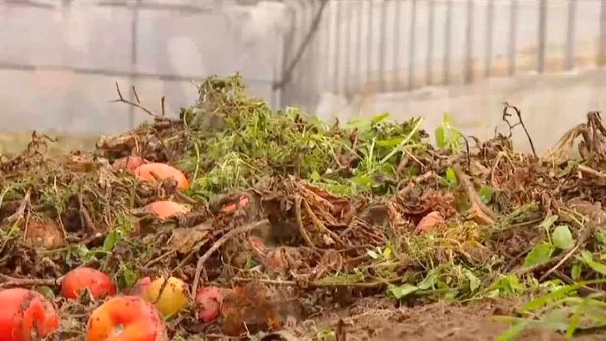 Fermierii aruncă tone de roșii la gunoi din cauza prețului ridicol, de 1 leu/kg, oferit de angrosiști