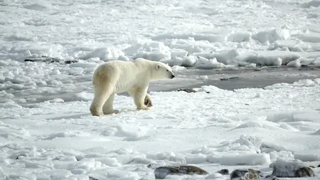 Un urs polar a apărut în zona sudică a Canadei