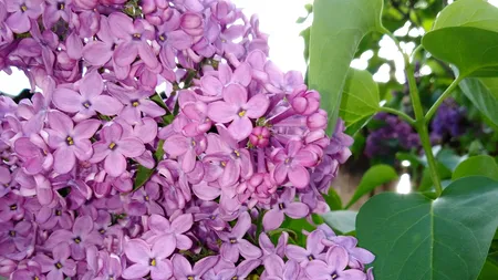 Liliac, măi, liliac... Dulceață și sirop de liliac