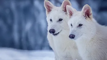 Lupii feroce ai viitorului: Romulus, Remus și Khaleesi, primii „copii” aduși înapoi din preistorie
