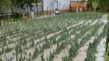 Capitala va avea mai puține legume. Grindina a distrus grădinile din Giurgiu