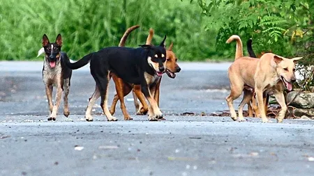 Avalanșă de capturi de câini maidanezi, în București. 150 de animale, prinse într-o singură lună
