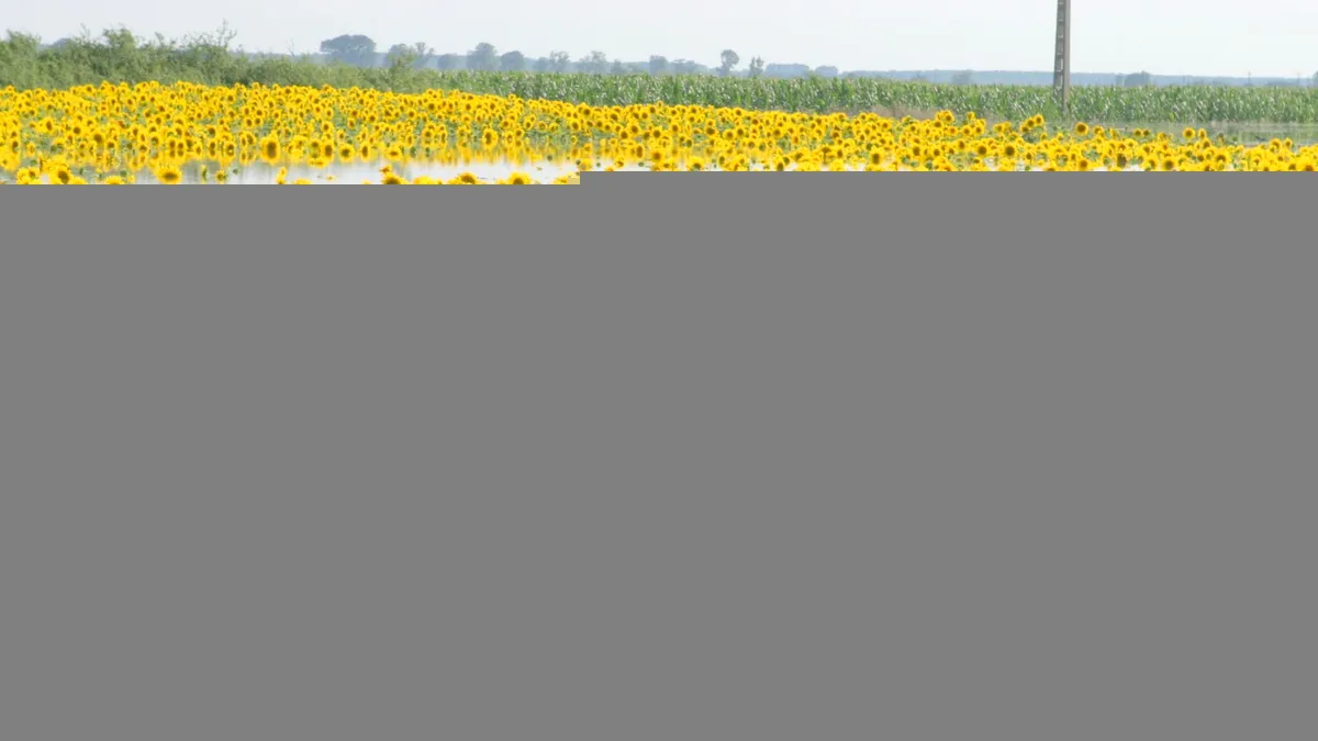 Inundațiile din satele gălățene au distrus 12.888 ha de culturi agricole. Valoarea pagubelor, 44 milioane lei