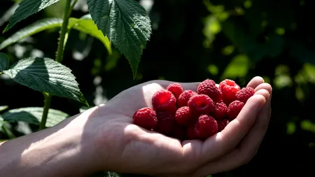 Zmeura, fructul de aur al României: De ce costă de trei ori mai mult decât în Moldova?