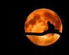 „Luna Cerbului” din iulie: spectacol pe cer între stele și tradiție